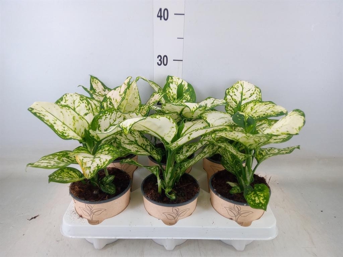 <h4>Aglaonema   ...</h4>