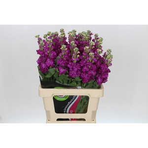 Matthiola Iron Rose