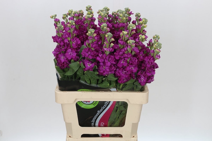 <h4>Matthiola Iron Rose</h4>