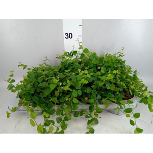 Ficus pumila 'Sunny Green'