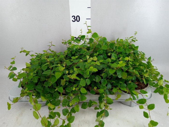 <h4>Ficus pumila 'Sunny Green'</h4>