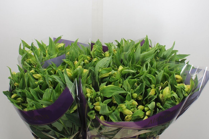 <h4>Alstroemeria  'Morning Star'</h4>