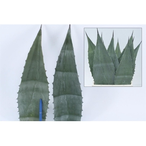 Agave Americana Blue 45cm