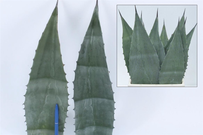 <h4>Agave Americana Blue 45cm</h4>