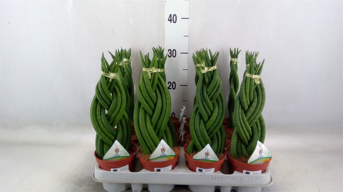 <h4>Sansevieria cyl.  ...</h4>