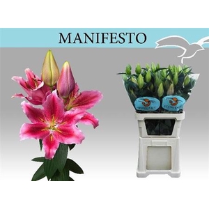 Li Or Manifesto