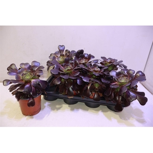 arr8 Aeonium Ab Velours