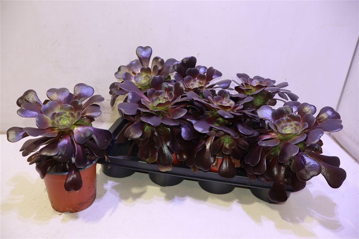 <h4>arr8 Aeonium Ab Velours</h4>