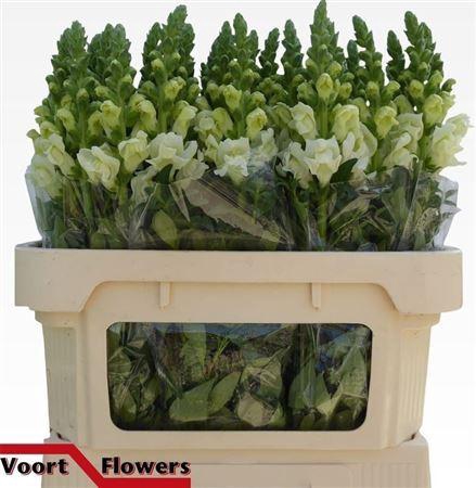 <h4>Antir Antibes White</h4>