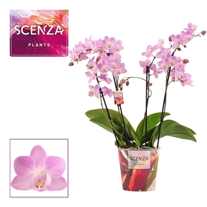 Phalaenopsis dazzling Cotton Candy 3-4 tak (Scenza)