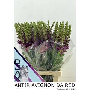 ANTIR AVIGNON DA RED