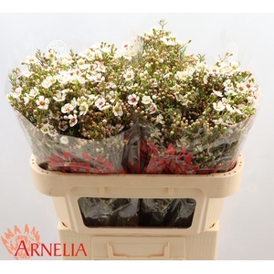 Chamelaucium Janelle