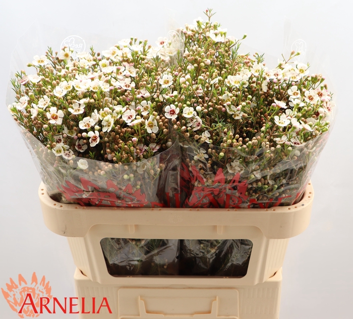 <h4>Chamelaucium Janelle</h4>