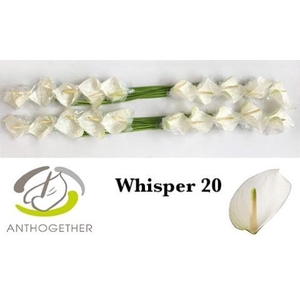 Anthurium Whisper