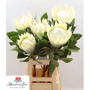 PROTEA CY AYOBA A IC