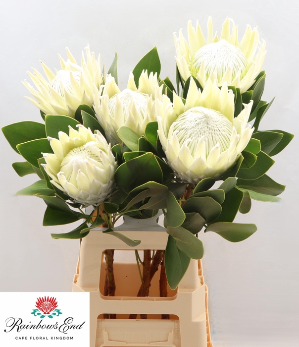 <h4>PROTEA CY AYOBA A IC</h4>