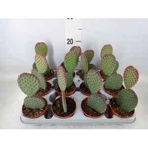 Opuntia microdasys