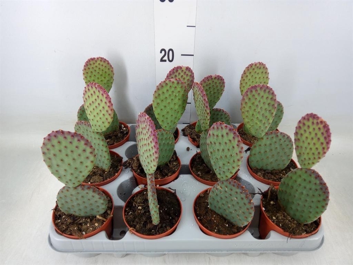 <h4>Opuntia microdasys</h4>