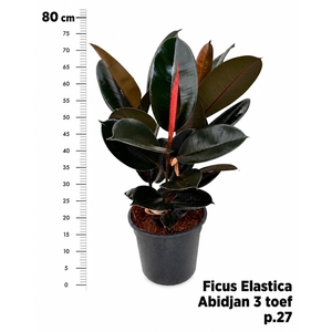 FIC EL ABIDJAN
