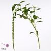 Amar Ca Green Cord