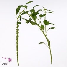Amaranthus Ca Green Cord