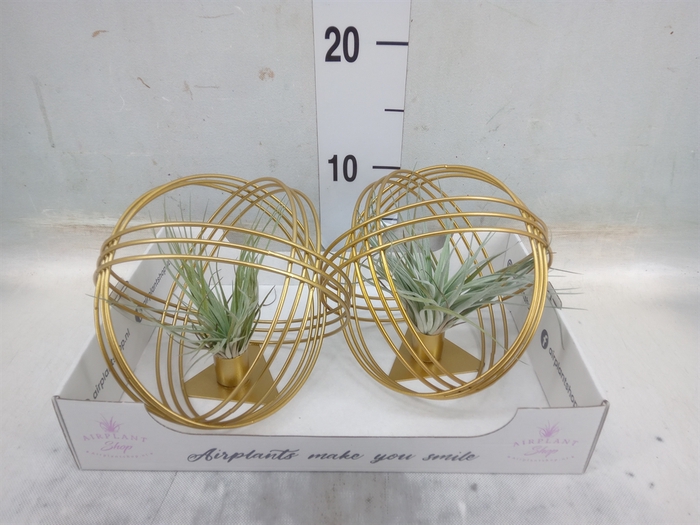 <h4>Tillandsia</h4>