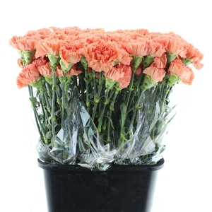 Di St Tamarind Peach X 160