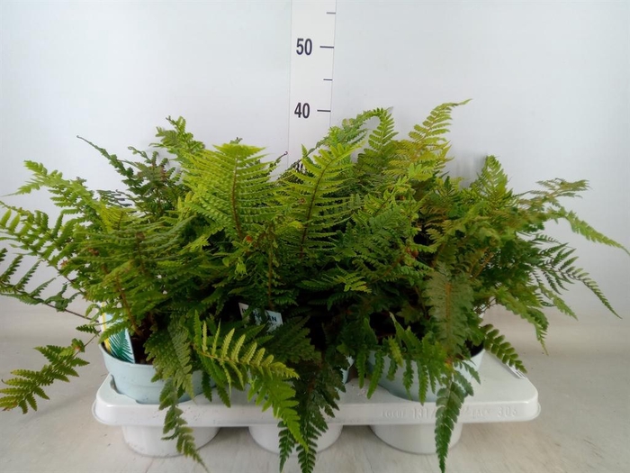 <h4>Ferns ...mix</h4>