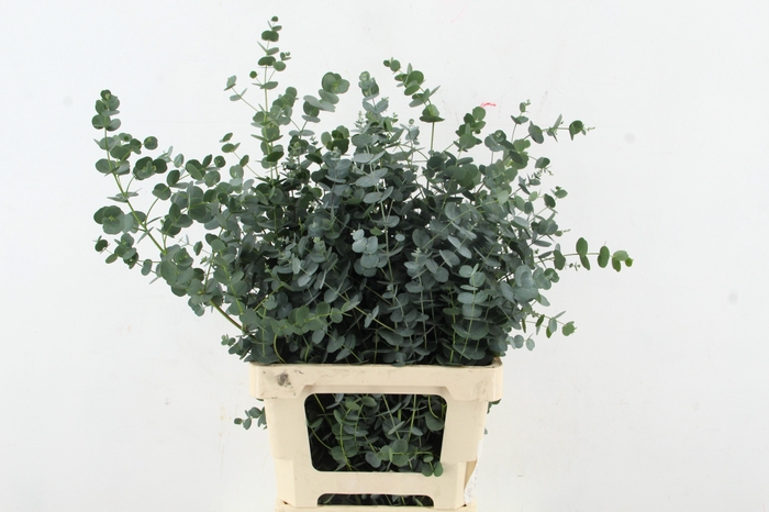 <h4>EUCA GU AZURA 065CM</h4>