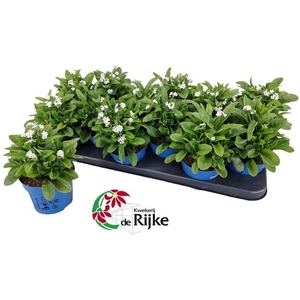 Myosotis Mon Amie White