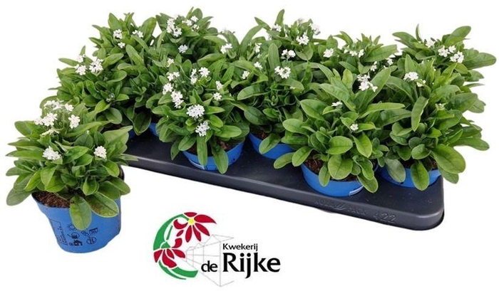 <h4>Myosotis Mon Amie White</h4>