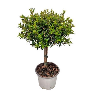 Myrtus Communis Stem