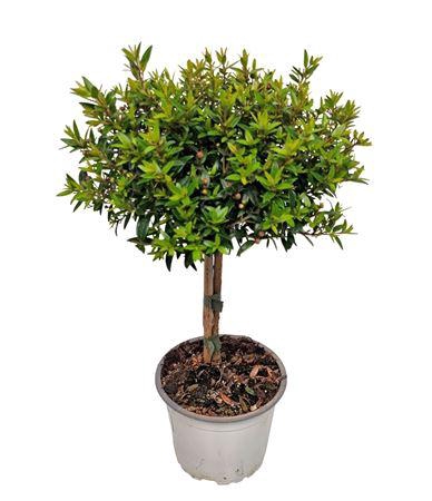 <h4>Myrtus Communis Stem</h4>