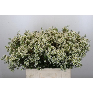 Chamelaucium Ivory Pearl