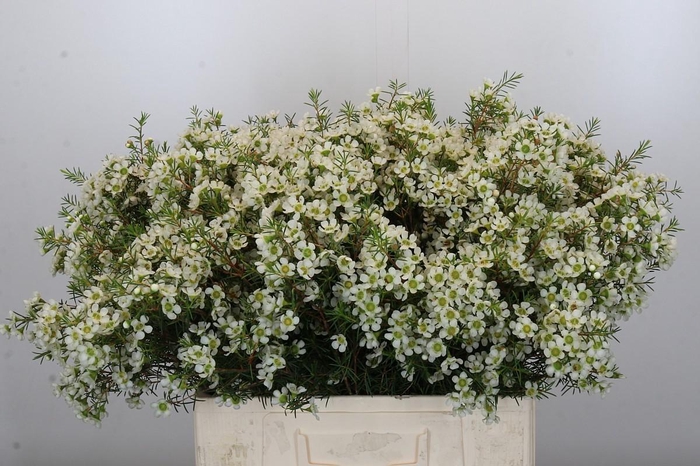 <h4>Chamelaucium Ivory Pearl</h4>