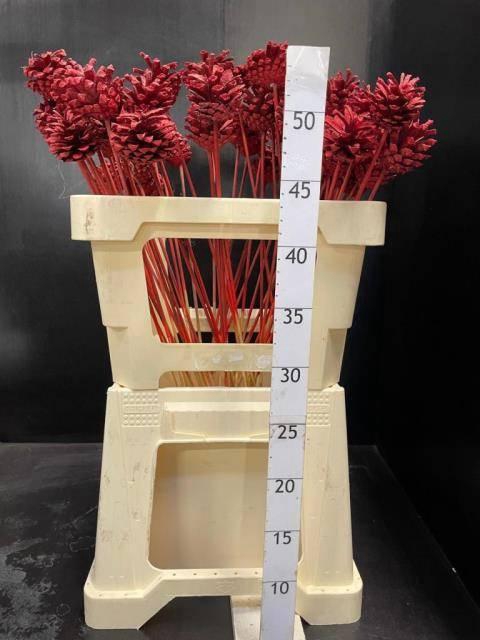 <h4>HUIS EN TUINDECO H%</h4>