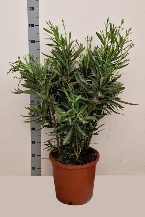 <h4>NERI OLEANDER</h4>