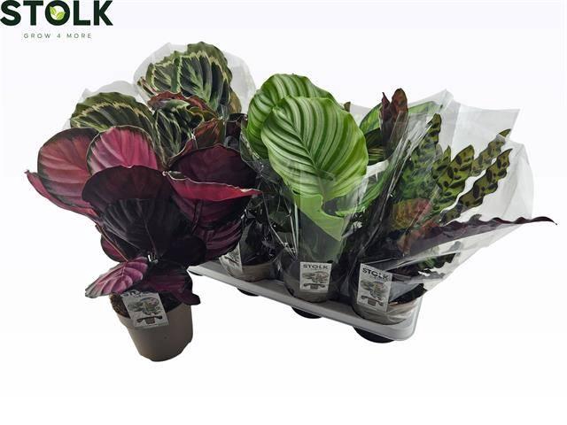 <h4>CALAT GEM 4 SRT</h4>