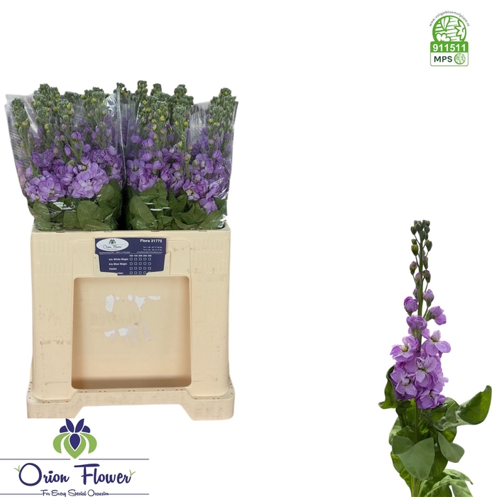 <h4>MATTH FIGARO LAVENDE</h4>