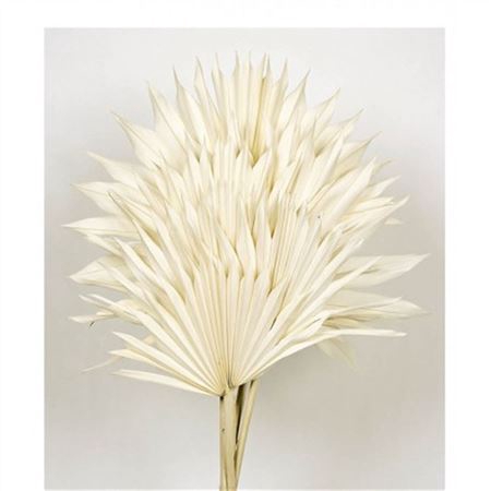 <h4>Bunch Palm Sun 6pcs</h4>