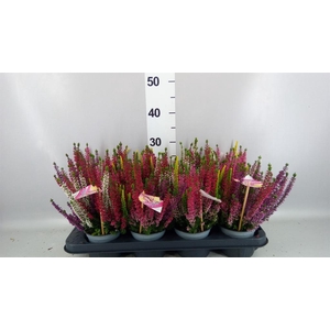 Calluna vulg. 'High Five'   ...mix