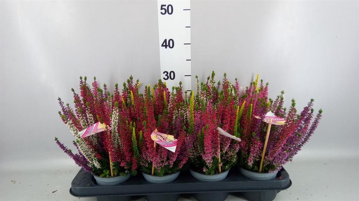<h4>Calluna vulg. 'High Five'   ...mix</h4>