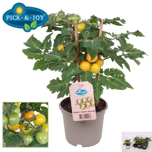 TOMATENPLANTEN