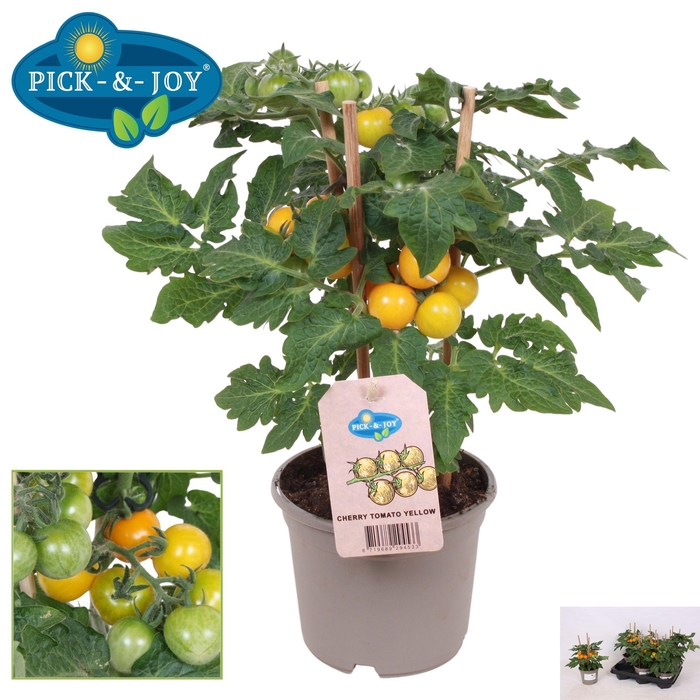 <h4>TOMATENPLANTEN</h4>