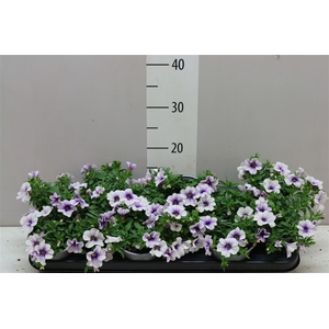 Calibrachoa Blue Vein
