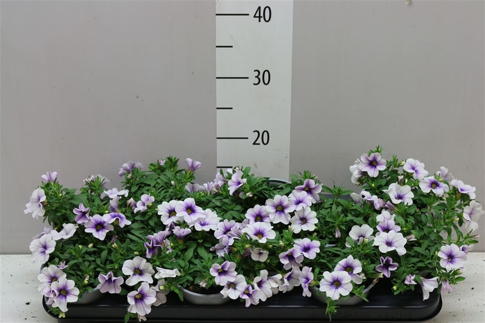 <h4>Calibrachoa Blue Vein</h4>