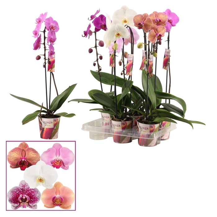 <h4>Phalaenopsis cascade 1 tak mix (Scenza)</h4>
