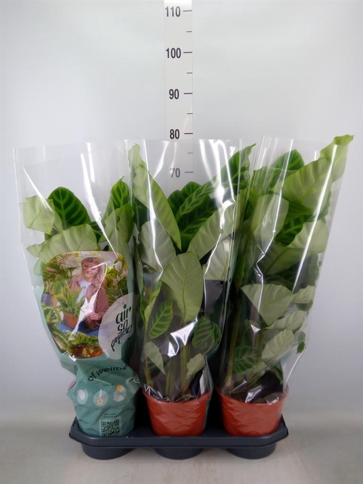 <h4>Calathea zebrina</h4>