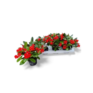 SKIM JA OBERRIES RED