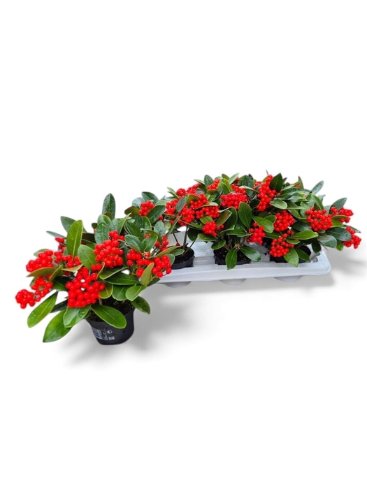 <h4>SKIM JA OBERRIES RED</h4>